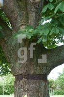 NH20_Baum01_0728.jpg