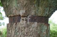 NH20_Baum02_0745.jpg