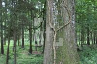 NH20_Wald01_0145.JPG