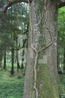 NH20_Wald02_0149.JPG