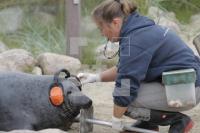 NI18_Seehund14_0151.JPG