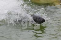 NI18_Seehund16_0183.JPG