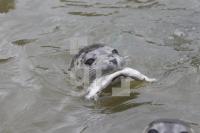 NI18_Seehund26_0109.JPG