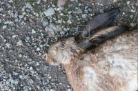 NI20_Hase01_0700.jpg
