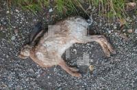 NI20_Hase02_0706.jpg