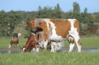 NL08_Ploen33_0135.JPG