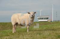 NL18_Ha01_0753.jpg