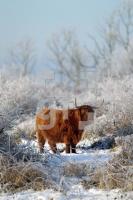 NN12_Winter04_0152.JPG