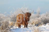 NN12_Winter07_0163.JPG