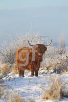 NN12_Winter08_0167.JPG
