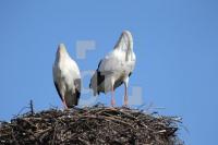 OE04_Storch02_0147.JPG