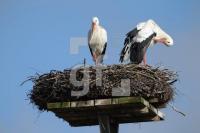 OE04_Storch08_0131.JPG