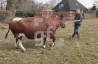 OE28_Kuh_0793.jpg