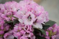 OF10_Blu02_0797.jpg