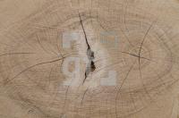 OG11_Holz_0795.jpg