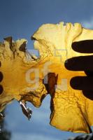 OH10_Alge02_0176.JPG