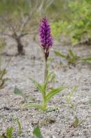 OH10_Pfla01_0759.jpg
