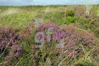 OJ06_Amrum02_0166.JPG