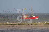 OJ06_Fisch05_0179.JPG