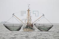 OJ06_Fisch10_0175.JPG