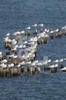 OJ25_Kappeln09_0115.JPG