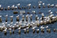 OJ25_Kappeln17_0170.JPG