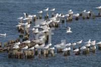 OJ25_Kappeln18_0183.JPG