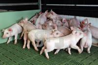 OK20_Schwein03_0198.JPG