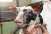 OK20_Schwein07_0182.JPG
