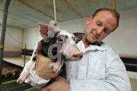 OK20_Schwein12_0166.JPG