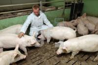 OK20_Schwein15_0144.JPG