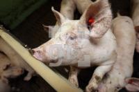 OK20_Schwein22_0102.JPG