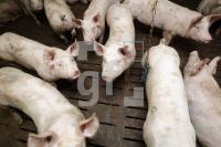 OK20_Schwein24_0191.JPG