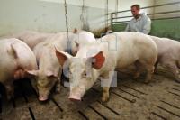 OK20_Schwein33_0124.JPG