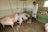 OK20_Schwein34_0109.JPG