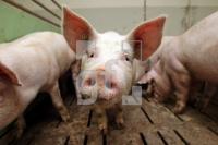 OK20_Schwein35_0104.JPG