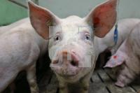 OK20_Schwein36_0101.JPG