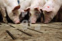 OK20_Schwein41_0192.JPG