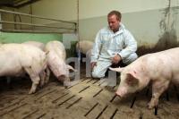 OK20_Schwein42_0189.JPG