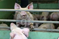 OK20_Schwein45_0177.JPG
