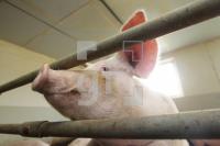 OK20_Schwein49_0164.JPG