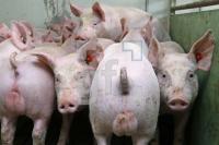 OK20_Schwein53_0147.JPG