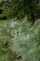 OK24_Wa01_0757.jpg