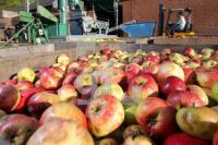 OK30_Apfel01_0170.JPG