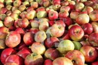 OK30_Apfel02_0179.JPG
