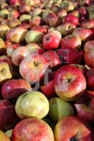 OK30_Apfel04_0183.JPG