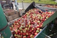 OK30_Apfel05_0190.JPG