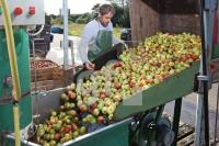OK30_Apfel11_0172.JPG