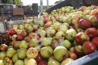 OK30_Apfel14_0191.JPG