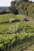 OK30_Wein02_0156.JPG